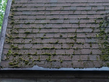 How to Tell Roof Mold and Algae Apart