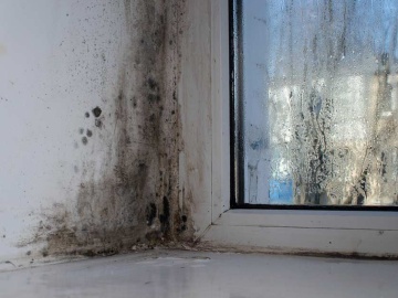 How to Address Mold Growth on Your Windows